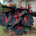 Black Hosta Seeds + Free Plant Growth Serum