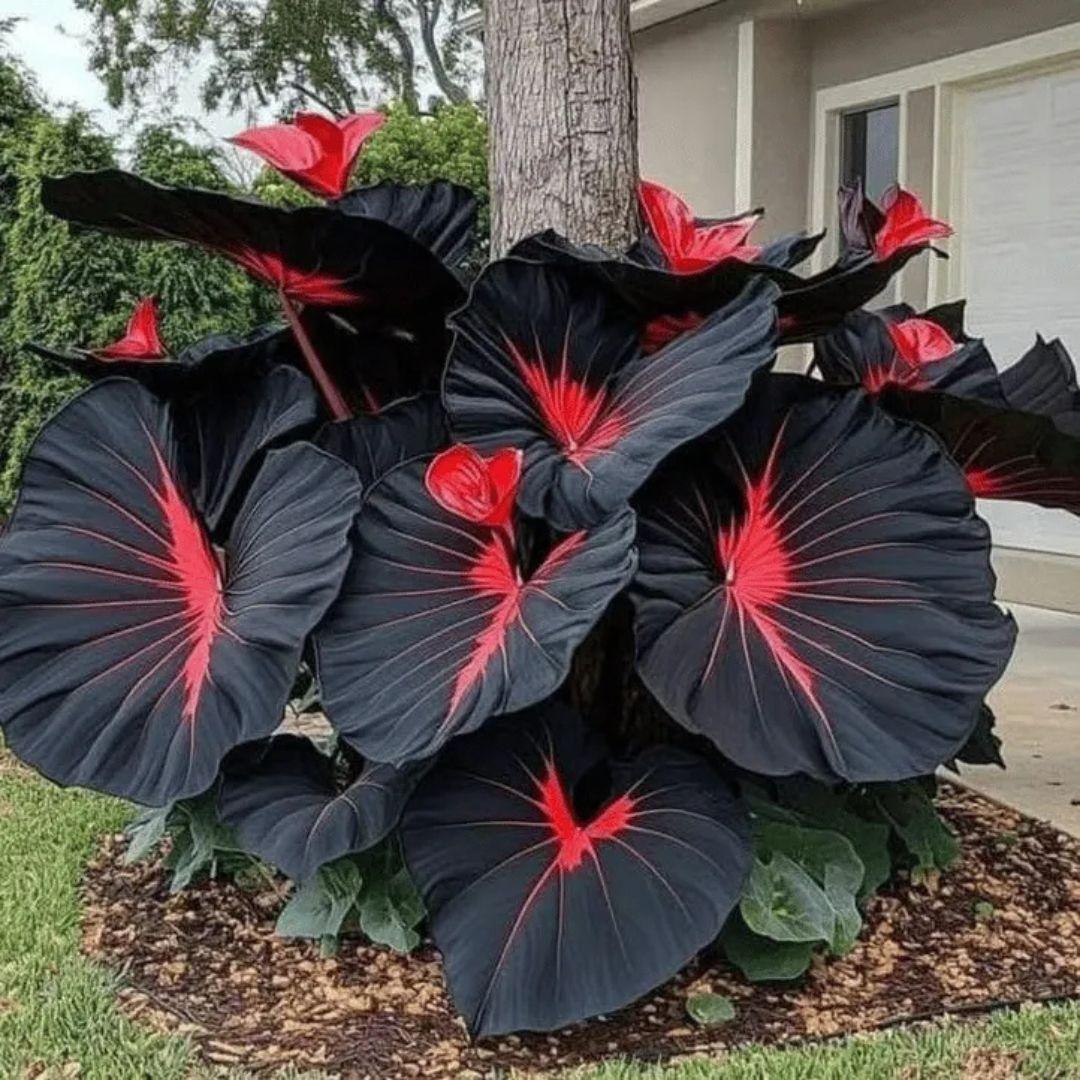 Black Hosta Seeds + Free Plant Growth Serum
