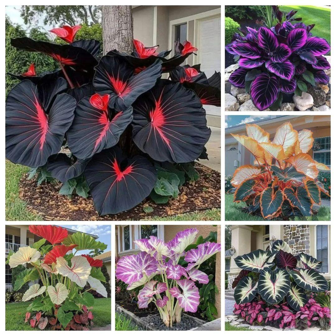 Black Hosta Seeds + Free Plant Growth Serum