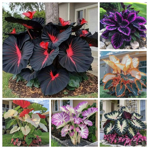 Black Hosta Seeds + Free Plant Growth Serum
