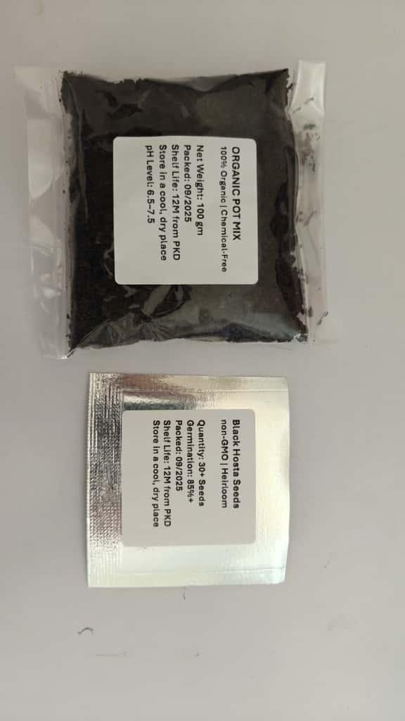Black Hosta Seeds + Free Plant Growth Serum